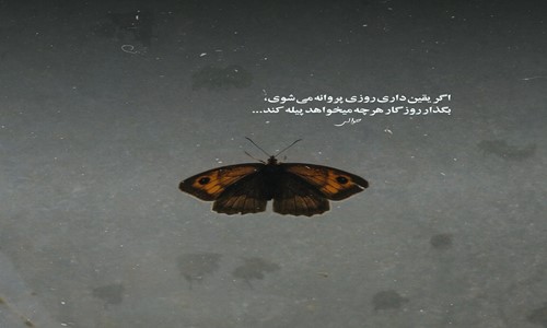 شایع میپیچم بهت داداشی دکو دهنتو بپا لاشی